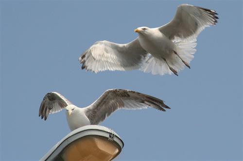 Seagull landing