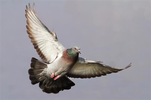 Pigeon in flight