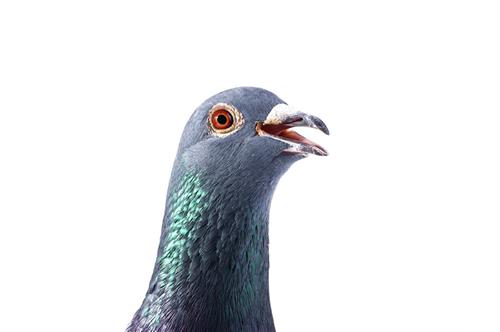 Pigeon portrait