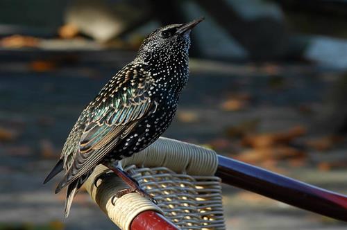 Starling perching