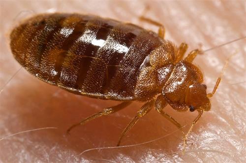 bedbug photo