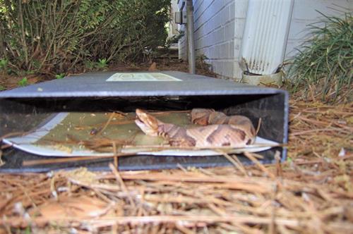 Cahaba Snake Traps