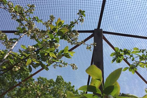 Bird netting protecting crops