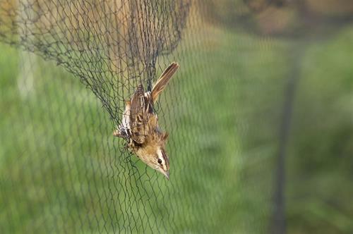 Mist Netting