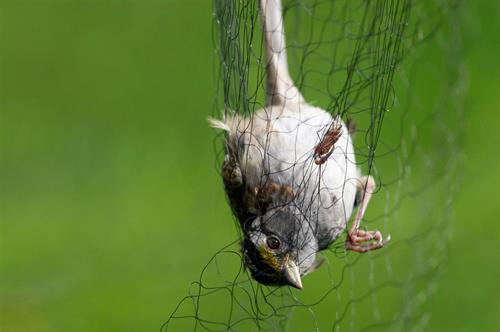 Mist Netting