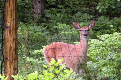 Deer Blocker Deer Fence