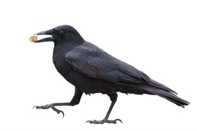 Crows/Ravens