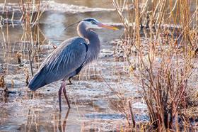 Herons/Egrets