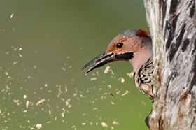 Woodpeckers