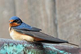 Swallows