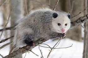 Opossum