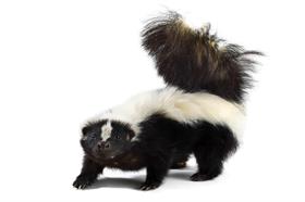 Skunks