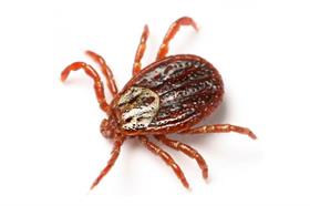 Ticks