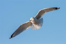 Seagulls