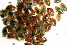 Bed Bug Control