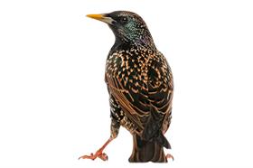 Starlings