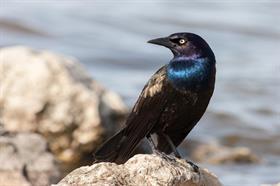 Grackles