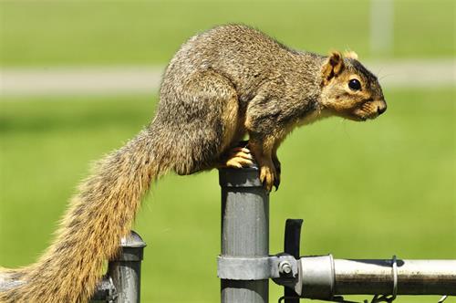 Repeating Small Animal Trap 24x24x4