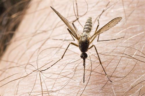 Double Trouble RTU Insecticide