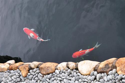 Protective Pond Netting Kits