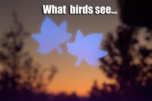 Window Alert UV Decal